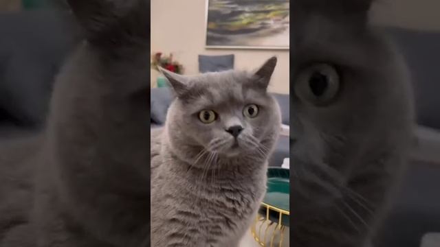 Жизнь кота