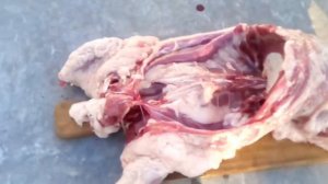 ТУШКА МОЛОДОЙ НУТРИИ.