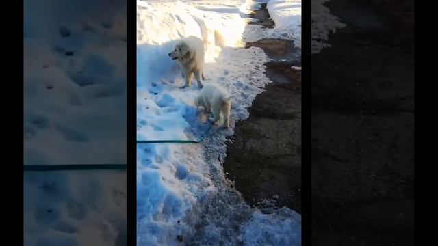 Снежные мимишки #маремма смотреть онлайн