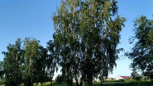 15 июня.НИКИФОРОВ ДЕНЬ. Народные приметы, обряды и ритуалы, традиции и обычаи.
