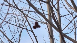 Ольха для копчения