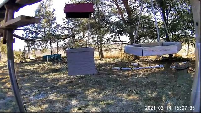 2021 Mar 13 Livestream bird feeding station. Ripley, Ontario Canada by AtHomeFriendlyTecGuy смотреть онлайн