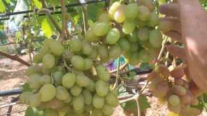 Обзор Г.Ф. винограда СЕНСАЦИЯ селекции Капелюшный В.У.