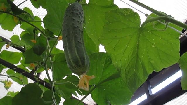 Первый огурец зозуля ??? смотреть онлайн