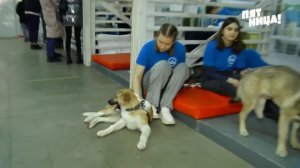 Выставка бездомных животных «Юна-Фест»