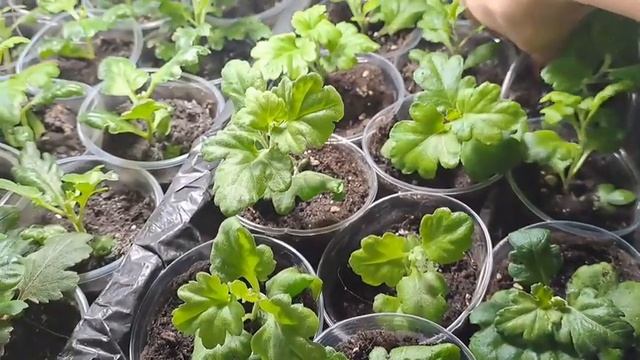 НОВИНКА 2023. ХРИЗАНТЕМА.ЧАСТЬ3. СЕРИИ МАРГАРЕТ И БЕППИ. КАК ВЫГЛЯДЯТ ЧЕРЕНКИ ЭТИХ СОРТОВ В ЯНВАРЕ. смотреть онлайн