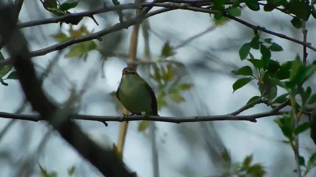 Танец зелёной пеночки. смотреть онлайн