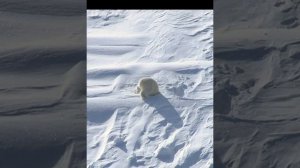 белый медведь поймал тюленя ] северный полюс