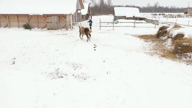 Отъём жеребят 2021 года рождения. Жизнь лошадей. смотреть онлайн