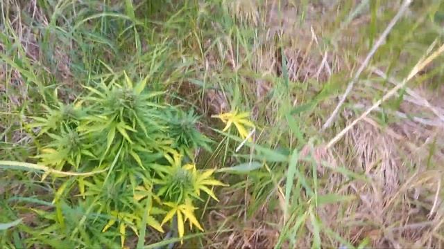 wild outdoor. Growerz prod. АУТ 2023. 70дней.