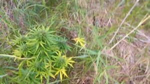 wild outdoor. Growerz prod. АУТ 2023. 70дней.
