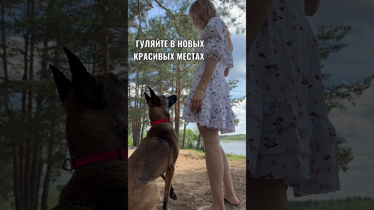 Гуляйте с собакой в новых красивых местах! Прогулки всегда будут приятными! #прогулкассобакой