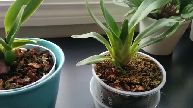 5 tips ; How to Care for Orchid Seedlings at Home (Slc., Schomburgkia, Laelia, Cattelya, Angraecum) смотреть онлайн