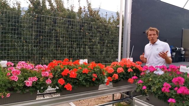 Pelargonium peltatum x zonale: Champion - IT смотреть онлайн