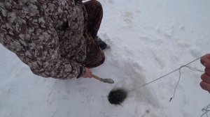 ЭТО ШОК, тянет хапугу на дно или рыбалка на хапугу в Сибири. Сами охренели когда вытащили рыбу!