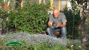 Незабудка садовая яркая полянка на участке