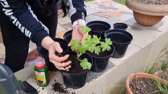 Дельфиниумы. Хроники 28.04.2022г. 64й день. (часть1). смотреть онлайн