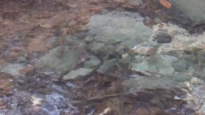 РУЧЬЕВАЯ ФОРЕЛЬ В КРЫМСКОМ ПРИРОДНОМ ЗАПОВЕДНИКЕ