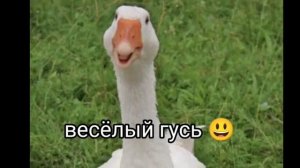 ТОП 10 СМЕШНЫХ ГУСЕЙ