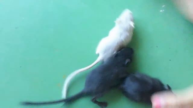 Мышиные бега. Забавные Мышки шалунишки. Мои питомцы. Mouse
