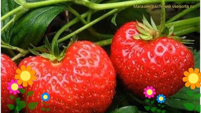 Земляника садовая Троицкая. Краткий обзор, описание характеристик fragaria ananassa Troitckaia