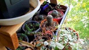 ЦВЕТЫ НА КУХНЕ / ОБЗОР / КАКТУСЫ И СУККУЛЕНТЫ