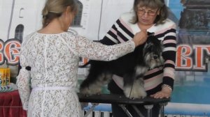 Цвергшнауцер окрас чёрный с серебром, видео с выставки собак