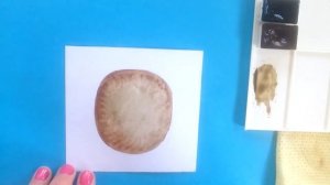 6. Как Нарисовать Киви Акварелью./ How to Draw a Kiwi in Watercolor.