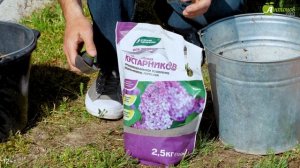 Простая и быстрая посадка чубушника. Подкормка кустарника органоминеральным удобрением.