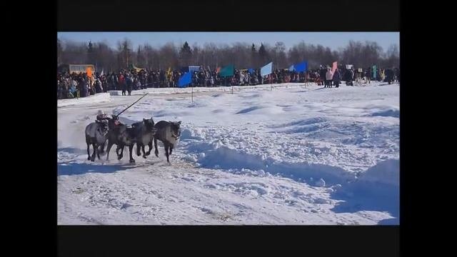 праздник оленеводов в Инте.wmv
