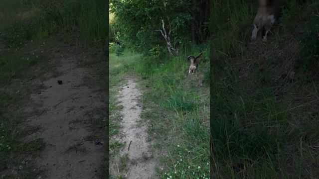 Песок везде, язык на бороде, кот отдыхает на пляже.