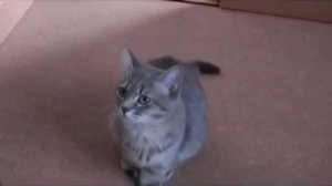 Кот, которому невозможно отказать
