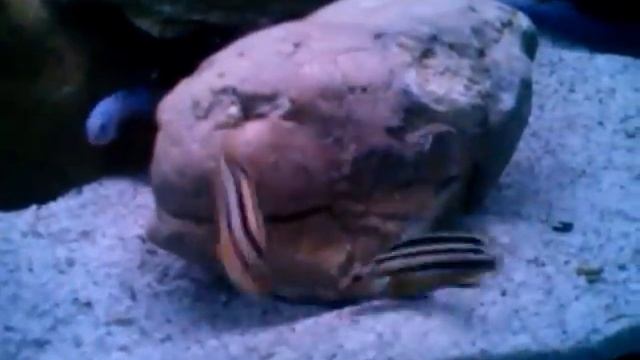 Fight -auratus cichlid смотреть онлайн