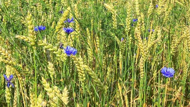 Небесно-синие васильки - Sky Blue Cornflowers смотреть онлайн