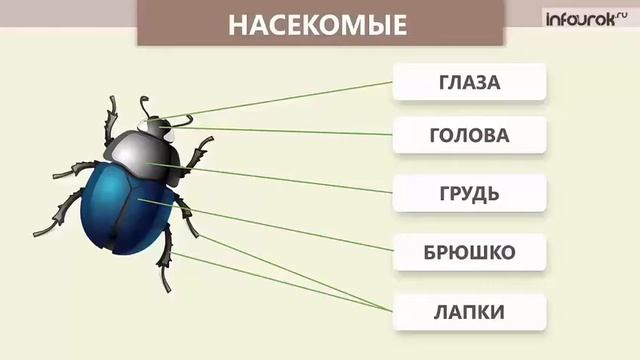 Животные. Группы животных. смотреть онлайн