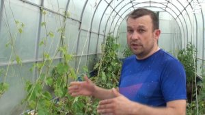 ПЕРЕПЛАНИРОВКА ТЕПЛИЦЫ ДЛЯ ВИНОГРАДА. ВЫРАЩИВАНИЕ ВИНОГРАДА В ТЕПЛИЦЕ