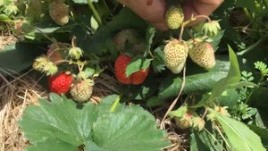 Первый сбор клубники сорт «цыганка» Невинномысск