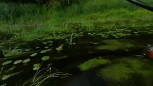 Рыбалка на р. Днепр. Усач