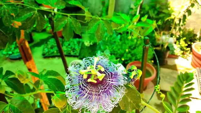 Top 10 Fragrant Scented Flower Plants To Grow At Home  सबस खशबदर फल क पध उगन क तरक