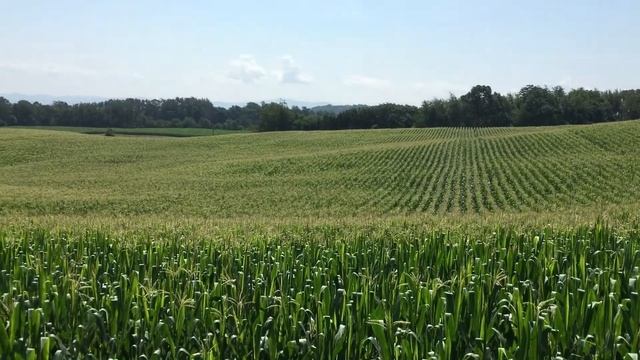 21 июля 2020 Вопрос кукуруза медоносная или пыльцынос смотреть онлайн