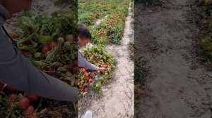 томат Руфус F1 от итальянской компании Езасем, 15 кг с куста. 12 сентября 2020 поле Кочкорбаево-2