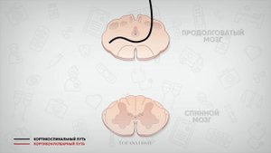 Проводящие пути #4: Пирамидная система (кортикоспинальный и кортиконуклеарный пути)