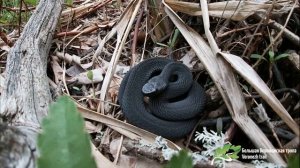 Черепашье озеро. Экологическая экспедиция 14 мая 2020.