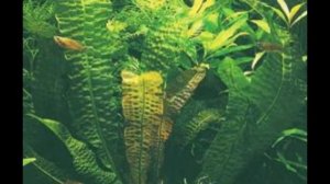 АПОНОГЕТОН  (APONOGETON)  сем. Апогетоновые