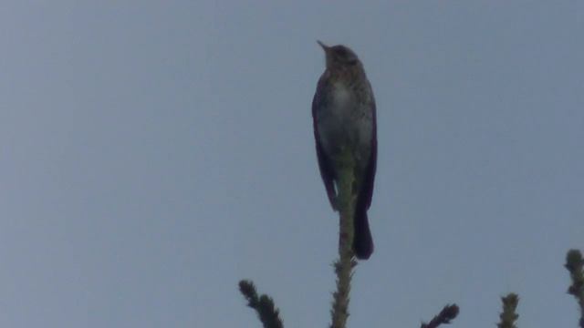 Металлопоиск 25.04 #50 смотреть онлайн