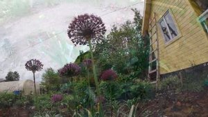 Аллиум Пепл Сенсейшн. Уход, Посадка.