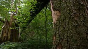 Дикая природа Германии Леса Тюрингии - зеленое сердце