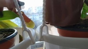 Хищные растения зимой в квартире: венерины мухоловки, саррацения, росянки, непентесы, жирянки.