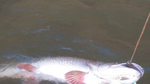 Рыбалка в Колпашево