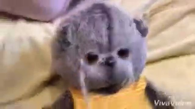 Басик Мишка берёт интервью у своих друзей смотреть онлайн